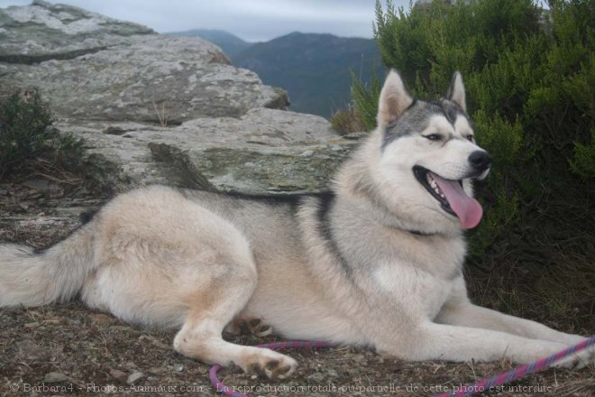 Photo de Husky siberien