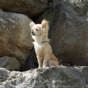 Photo de Chihuahua  poil long