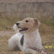 Photo de Fox terrier  poil dur