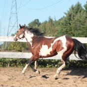 Photo de Paint horse