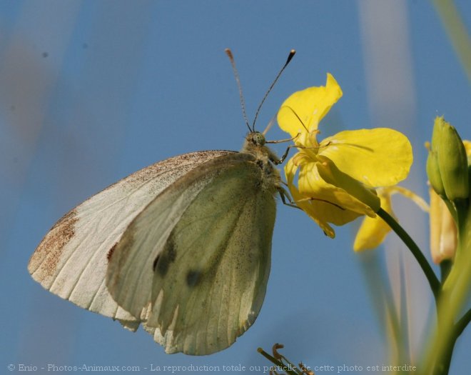 Photo de Papillon - piride