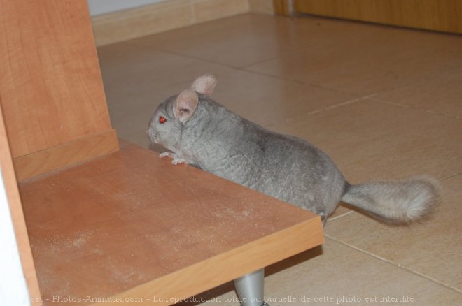 Photo de Chinchilla