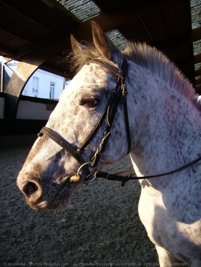 Photo d'Appaloosa