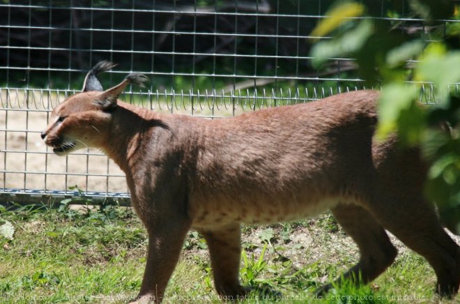 Photo de Caracal