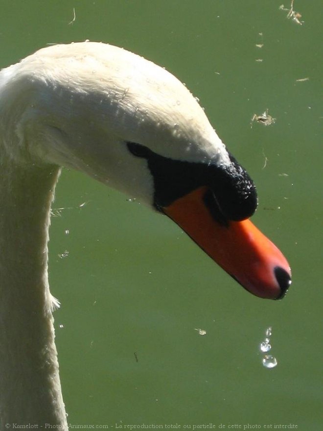 Photo de Cygne