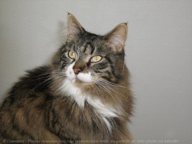 Photo de Maine coon