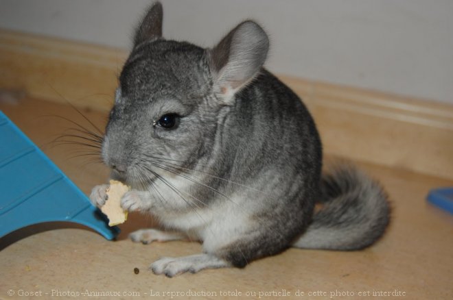 Photo de Chinchilla