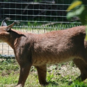 Photo de Caracal