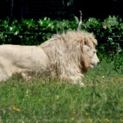 Photo de Lion