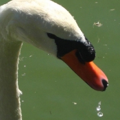 Photo de Cygne