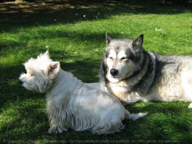 Photo de Races diffrentes