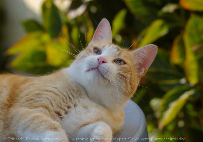 Photo de Chat domestique