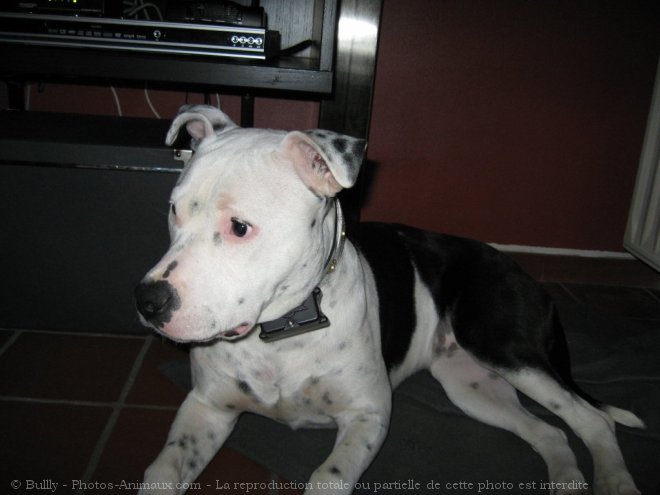 Photo d'American staffordshire terrier