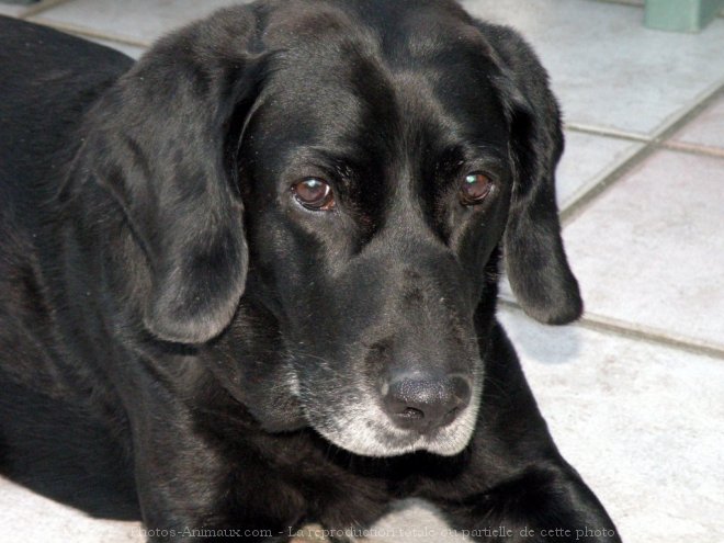 Photo de Labrador retriever