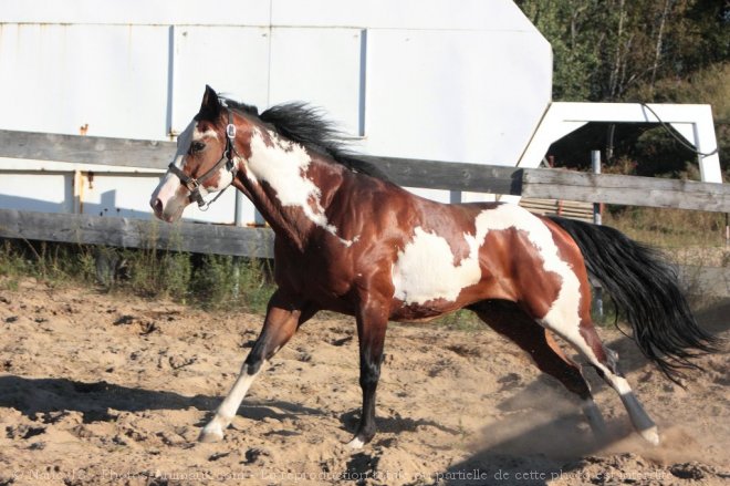 Photo de Paint horse