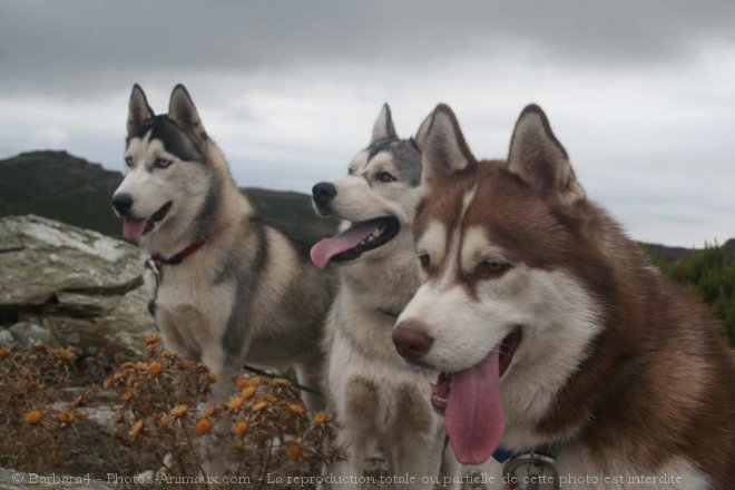 Photo de Husky siberien