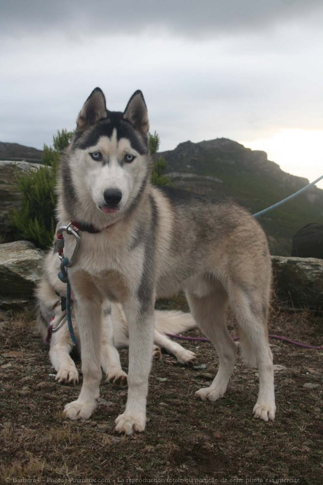 Photo de Husky siberien