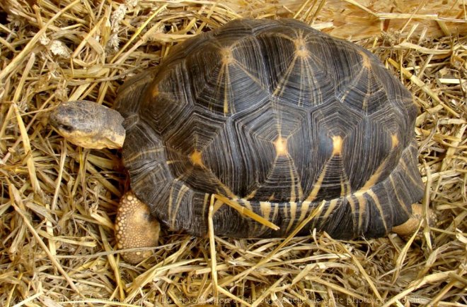 Photo de Tortue