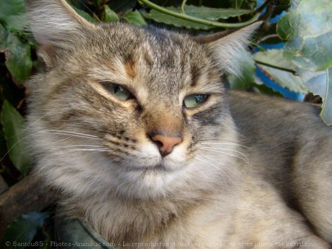 Photo de Chat domestique