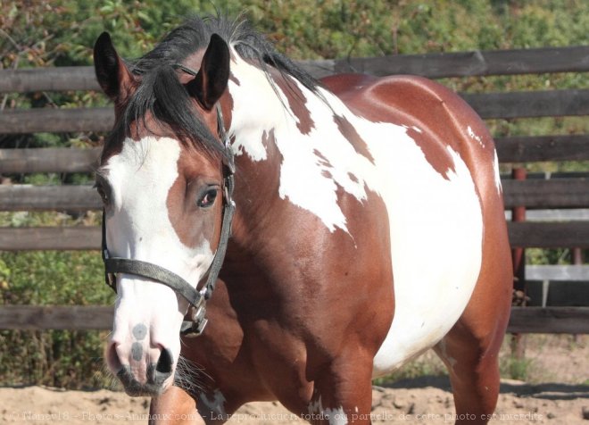 Photo de Paint horse