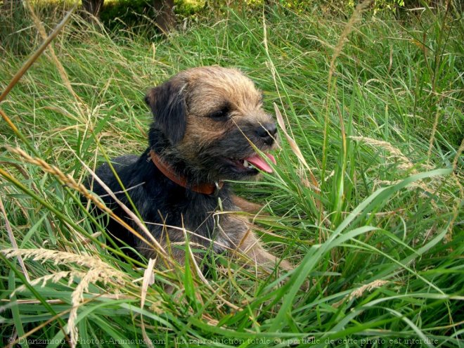 Photo de Border terrier