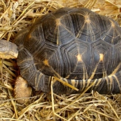 Photo de Tortue