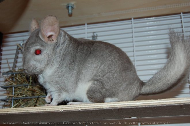 Photo de Chinchilla