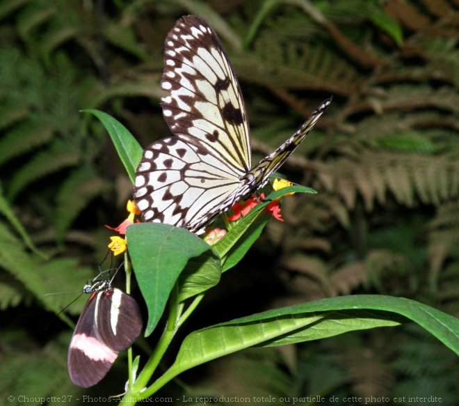 Photo de Papillon