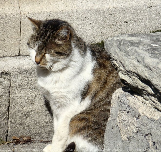 Photo de Chat domestique