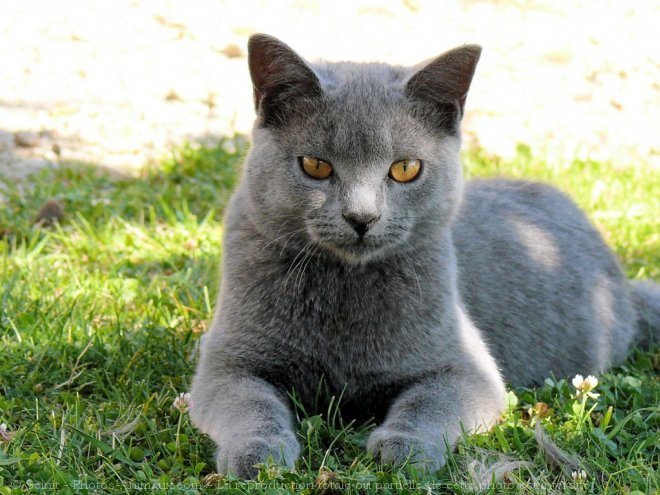 Photo de Chartreux