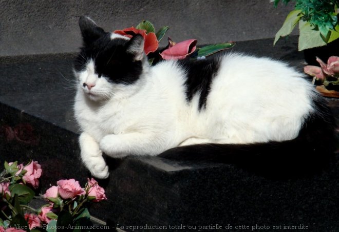 Photo de Chat domestique