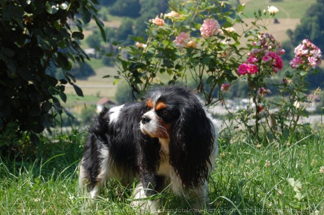 Photo de Cavalier king charles spaniel