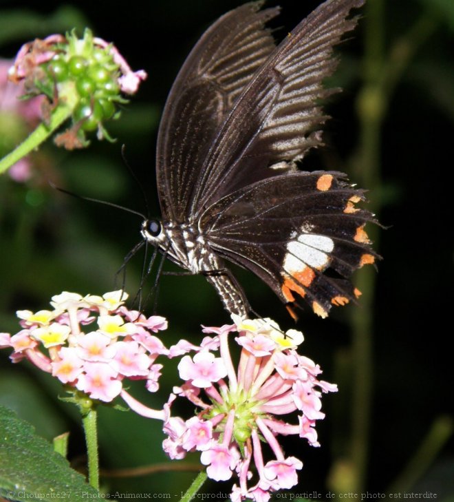 Photo de Papillon