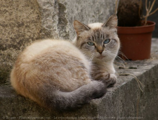 Photo de Chat domestique