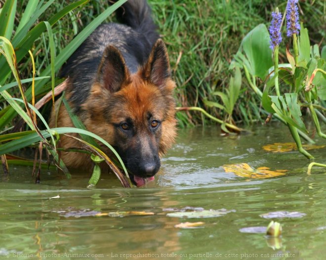 Photo de Berger allemand  poil court