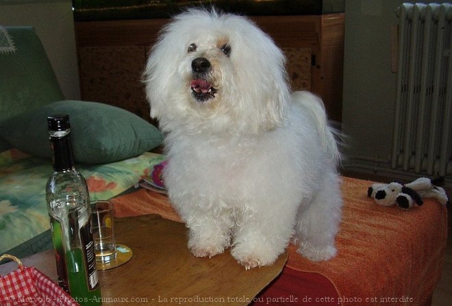 Photo de Coton de tulear