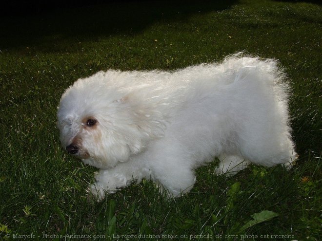 Photo de Coton de tulear