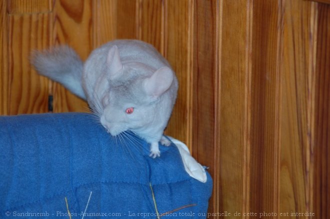 Photo de Chinchilla