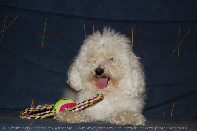 Photo de Bichon maltais