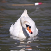 Photo de Cygne