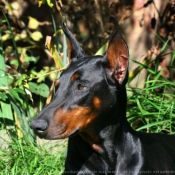 Photo de Dobermann