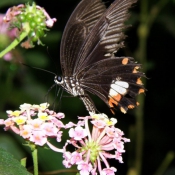 Photo de Papillon