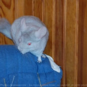 Photo de Chinchilla