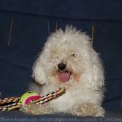 Photo de Bichon maltais