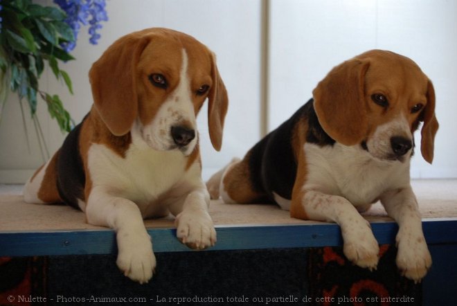 Photo de Beagle