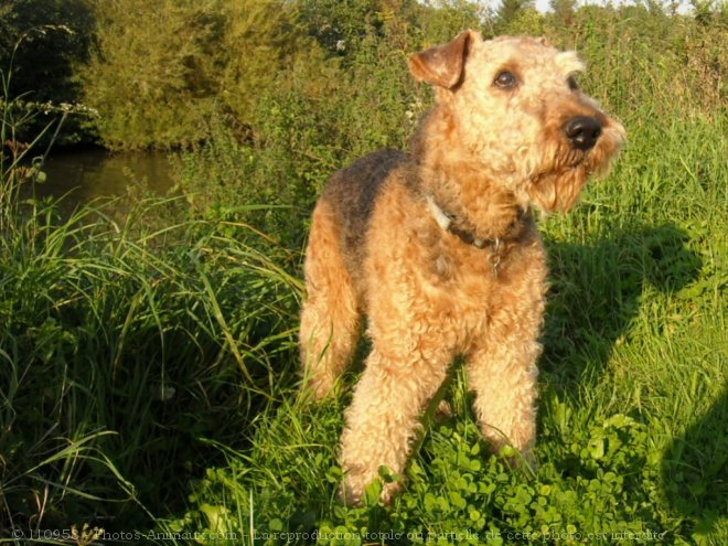 Photo d'Airedale terrier