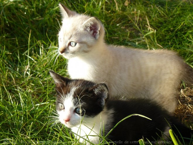 Photo de Chat domestique