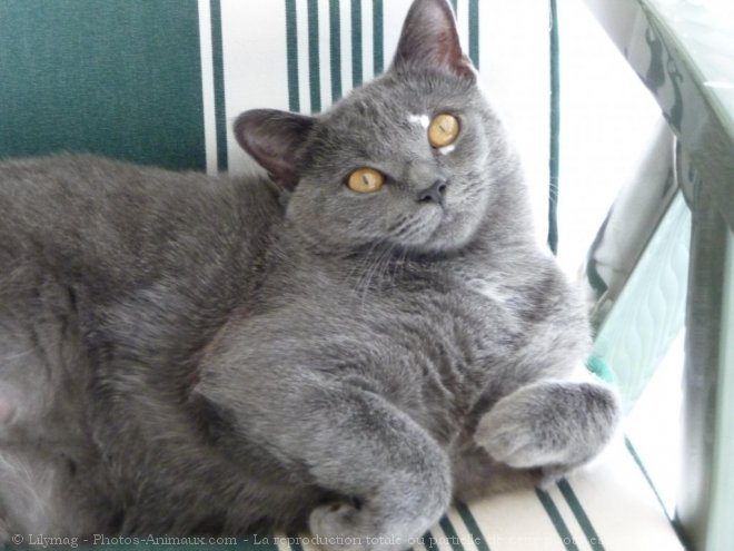 Photo de Chartreux