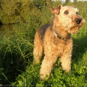 Photo d'Airedale terrier