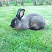 Photo de Lapin